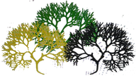West Jamaica Seamoss Wild Crafted. logo